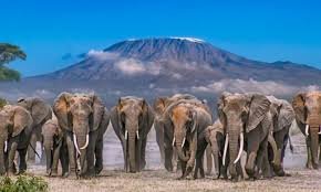 Family Safari Adventure in Amboseli